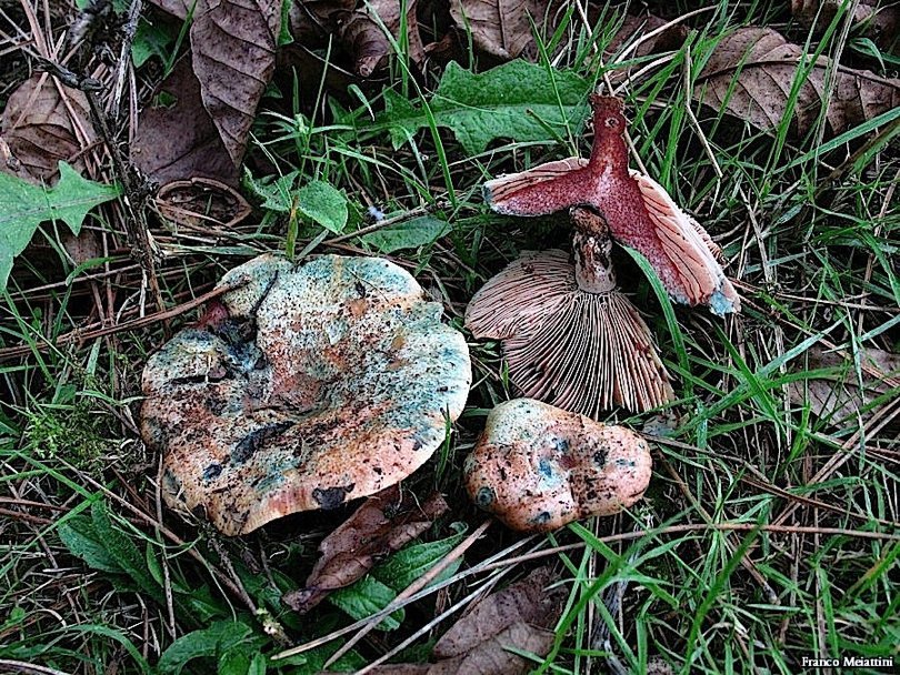 Lactarius da determinare